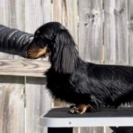 Dachshunds from Hartfelt Dachshunds