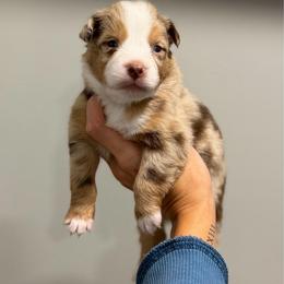 Toad - Red merle male Australian Shepherd puppy in Tyner, Kentucky from Lil’ Town Aussies
