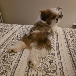 Gizmo - Red and white male Shih Tzu puppy in Kings Mountain, North Carolina from Britany's Shih Tzus