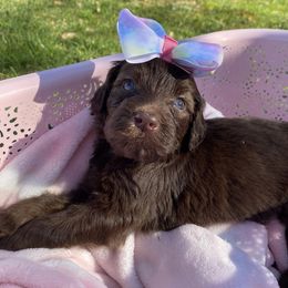 Goldendoodles and Pugs from M & L Pups