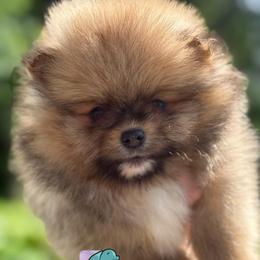 Tito- 3250.00 dollars - Orange sable male Pomeranian puppy in Perry County, Ohio from Speechless Pom’s