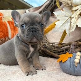 Tuff - Blue fawn male French Bulldog puppy in Miami, Oklahoma from Cassie’s Frenchie Palace