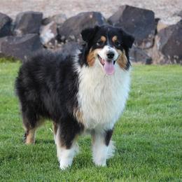 Charlee - Australian Shepherd
