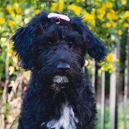 Sweet Potato Girl - Black Goldendoodle puppy in Lake Wylie, South Carolina from Lake Wylie Doodles