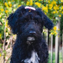 Sweet Potato Girl - Black Goldendoodle puppy in Lake Wylie, South Carolina from Lake Wylie Doodles