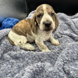Boy 1 - Dapple male Dachshund puppy in Spanaway, Washington from 11 Oaks Kennels