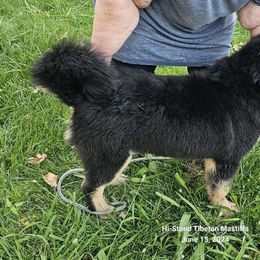 Albion - Black and tan Tibetan Mastiff puppy in Tulsa, Oklahoma from Hi Stand Boxers, Frenchies, & Tibetan Mastiffs