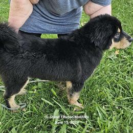 Albion - Black and tan Tibetan Mastiff puppy in Tulsa, Oklahoma from Hi Stand Boxers, Frenchies, & Tibetan Mastiffs