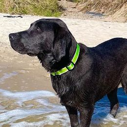 Dilute Retrievers from Dogwood Silver Labs
