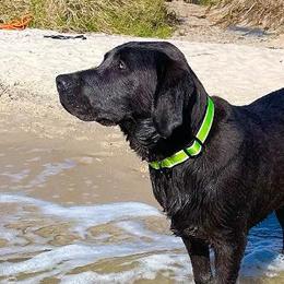 Dilute Retrievers from Dogwood Silver Labs