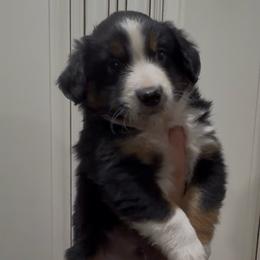 Pluto - Black tri male Miniature Australian Shepherd puppy in Lakeport, California from Akins Aussies/Wild Rose Ranch