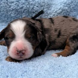 Boy 3 - Merle male Bernedoodle puppy in Sandy, Oregon from MC Doodles