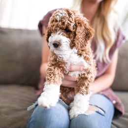 Bernedoodle and Goldendoodle Puppies from Happy Doodle