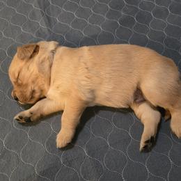 Blue Collar - Golden male Golden Retriever puppy in El Dorado Hills, California from Asperheim Golden Retriever Puppies