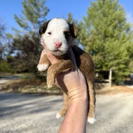 Ember - Sable female Bernedoodle puppy in Wamego, Kansas from Doodles of Oz