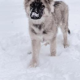 Shiloh Shepherd Puppies from NewMoon Shiloh Shepherds