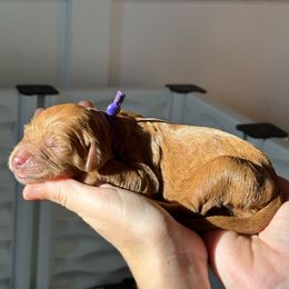 Goldendoodle Puppies from Doodle Darlings