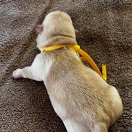 Yellow Collar - Wheaten female Scottish Terrier puppy in Chandler, Arizona from Azscotties.com