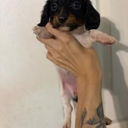 Adelaide - Piebald female Dachshund puppy in Conroe, Texas from Dots Dachshunds