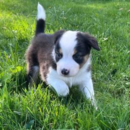 Ritzie - Black tri-color female Australian Shepherd puppy in Marshfield, Vermont from Discovery Hill Australian Shepherds