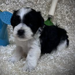 Radar - Black male Miniature Schnauzer puppy in San Augustine, Texas from My Little Schnauzer Pals