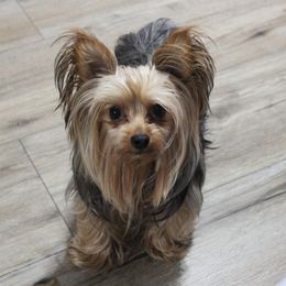 Lucy - Yorkshire Terrier