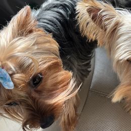 Pugs and Yorkshire Terriers from Pinky's Puppies