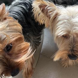 Pugs and Yorkshire Terriers from Pinky's Puppies