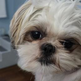 Fizzgig - Shih Tzu