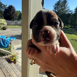 Dallas - Brindle male Boxer puppy in Jamesville, New York from Reynolds Homestead Boxers