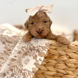Lyric purple collar - Apricot female Goldendoodle puppy in Queen Creek, Arizona from Sunny Doodles