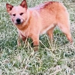 Australian Cattle Dog and French Bulldog Puppies from Sugarloaf French bulldogs and Australian cattle dogs