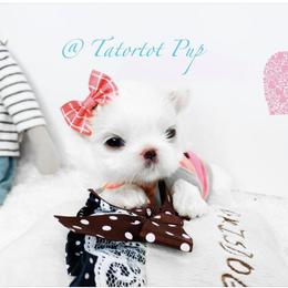 Maltese and Yorkshire Terrier Puppies from tatortot pup