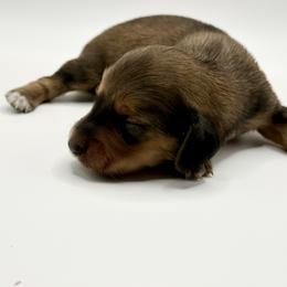Lady 1- Russian LinesA AKC - Sable female Dachshund puppy in Bartlesville, Oklahoma from OkieDokieDox