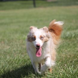 Skye - Miniature American Shepherd