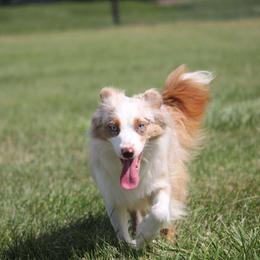 Skye - Miniature American Shepherd