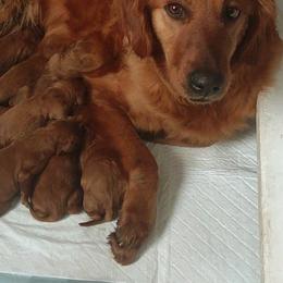 Boy 8 - Dark golden Golden Retriever puppy in Grand Meadow, Minnesota from Root River Retrievers