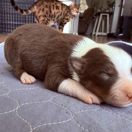 Boy 2-Red Tri - Red tri-color male Australian Shepherd puppy in Mayfield, Kentucky from Hamilton Farms
