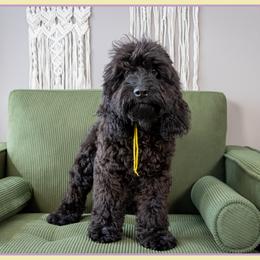Burns - Black male Cockapoo puppy in Connersville, Indiana from Deaz Doodle Ranch