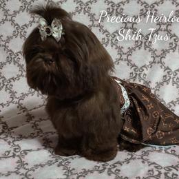 Maple - Shih Tzu