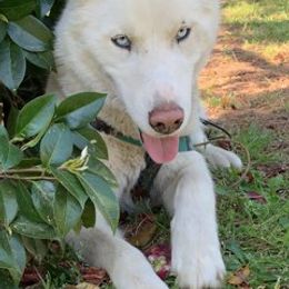 Siberian Huskies from Flores-Martin Ministries