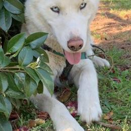 Siberian Huskies from Flores-Martin Ministries