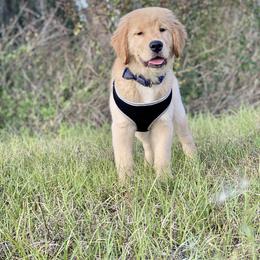 Golden Retriever Puppies from All shades Golden