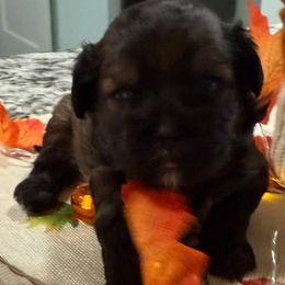 Jolene - Red female Shihpoo puppy in Colonial Beach, Virginia from BeachRidge Pups