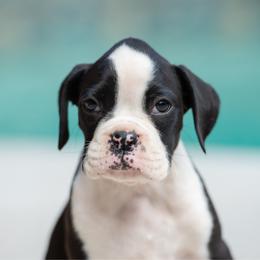 Dolly - Brindle female Boxer puppy in Georgia from Stephanie’s Boxers