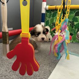 Pembroke Welsh Corgi Puppies from Zugspitze Corgis