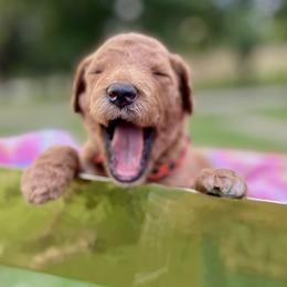 Labradoodles from PawfectBud