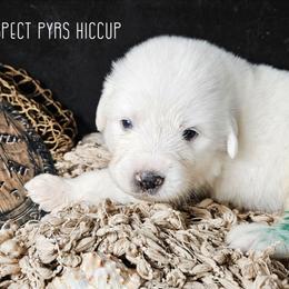 HICCUP - White male Great Pyrenees puppy in Trinidad, Colorado from Prospect Pyrenees
