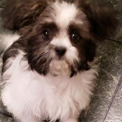 Mi-Kis and Shih Tzus from Tiny Tzu Mighty Shih Tzus & Mi-Kis