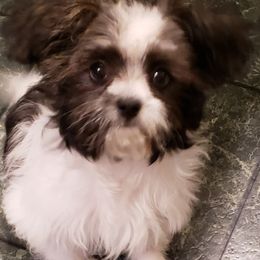Mi-Kis and Shih Tzus from Tiny Tzu Mighty Shih Tzus & Mi-Kis